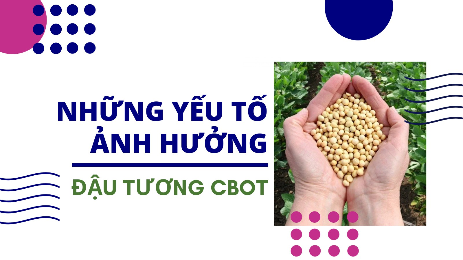 Các yếu tố ảnh hưởng đến giá đậu tương
