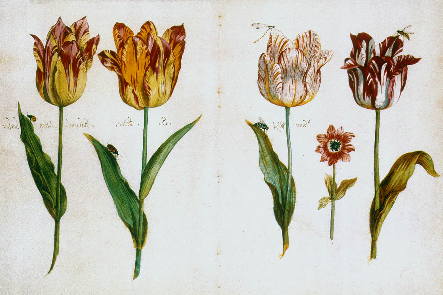 Hội chứng hoa Tulip là gì? Bài học rút ra cho các nhà đầu tư