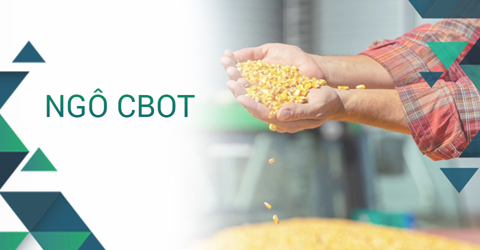 Tổng quan về Ngô CBOT trên thị trường giao dịch hàng hóa